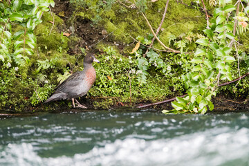 Blue Duck, Hymenolaimus malacorhynchos