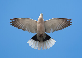 Turkse Tortel, Eurasian Collared Dove, Streptopelia decaocto