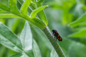 beetle in the green grass. The wild nature. Insects