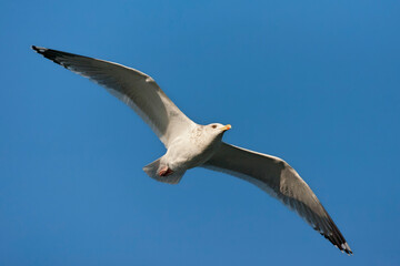 Vega Meeuw, Vega Gull, Larus vegae