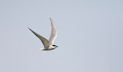 Visdief, (Siberian) Common Tern, Sterna hirundo longipennis