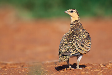 Witbuikzandhoen, Pin-tailed Sandgrouse, Pterocles alchata