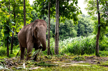 asian elephant is enjoying eating food in nature park, Thailand