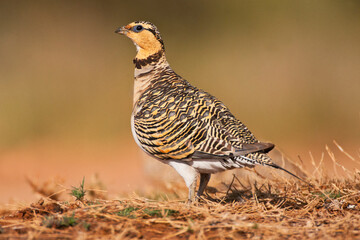 Witbuikzandhoen, Pin-tailed Sandgrouse, Pterocles alchata
