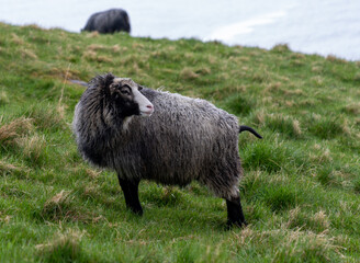 Sheep and rams in a pasture on an island in the Atlantic ocean