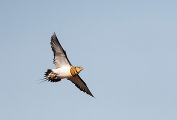 Witbuikzandhoen, Pin-tailed Sandgrouse, Pterocles alchata