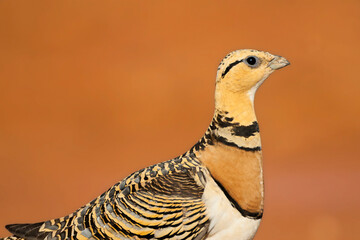 Witbuikzandhoen, Pin-tailed Sandgrouse, Pterocles alchata