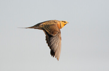 Witbuikzandhoen, Pin-tailed Sandgrouse, Pterocles alchata