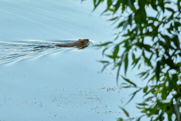 beaver floating on the river