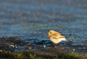 Westelijke Blonde Tapuit, Western Black-eared Wheatear, Oenanthe hispanica