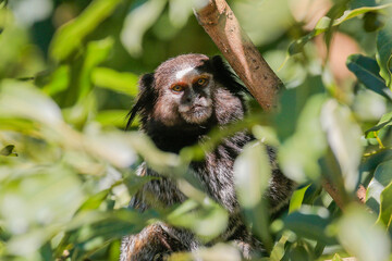 Animal marmoset