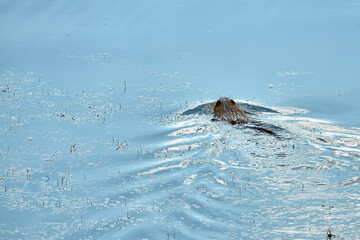 beaver floating on the river