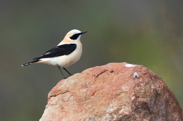 Fototapeta premium Westelijke Blonde Tapuit, Western Black-eared Wheatear, Oenanthe hispanica
