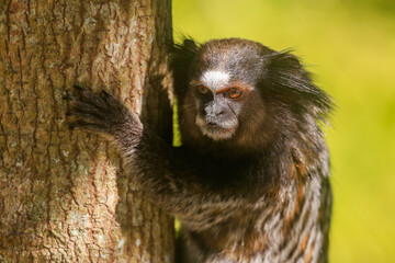Animal marmoset