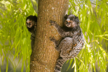 Animal marmoset
