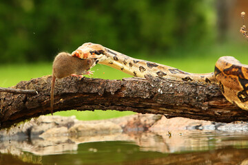The boa constrictor (Boa constrictor), also called the red-tailed boa or the common boa, hunting the rat on the old branche above the water. - obrazy, fototapety, plakaty