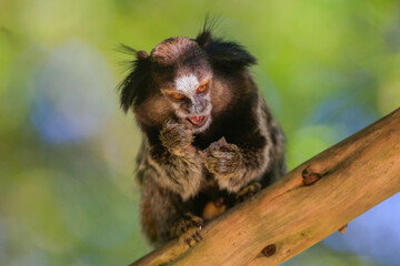 Animal marmoset
