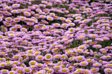 Fototapeta premium bees collecting pollen from sea daisies