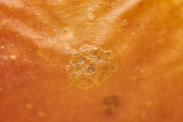 fungus growth on old skin. macro. close-up