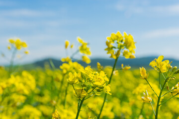Flowers of oilseed plant rapeseed on a background of blue sky. Plant seeds for the oil industry and green energy
