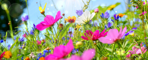 Flower meadow background panorama - Colorful wild flowers