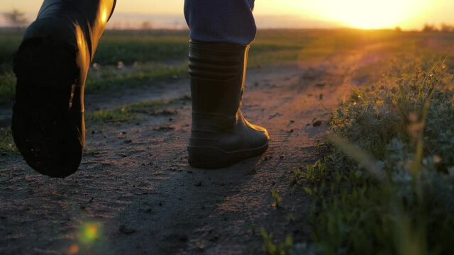 Agricultural business. Farmer goes with rubber boots along green field. Rubber boots for work use. Female worker go with his rubber boots at sunset time. Harvesting food farmland concept.