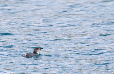 White-flippered Penguin, Eudyptula (minor) albosignata