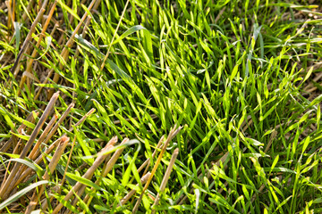 Fototapeta premium beautiful young green wheat