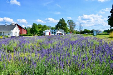 Lavender Farm with flower in bloom season. Farm landscape in upstate New York. Beautiful summer...