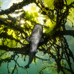 Wels Catfish in a freshwater lake in Germany