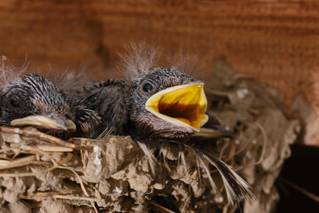 Hungry chicks in the nest of the swallow. Baby birds waiting eat. Cute swallow birdlings. Shallow...