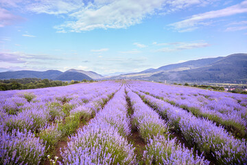 Fototapeta na wymiar lavender field with mountains in the background