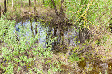 plant growth