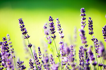 Lawenda blask słońca łąka lavener