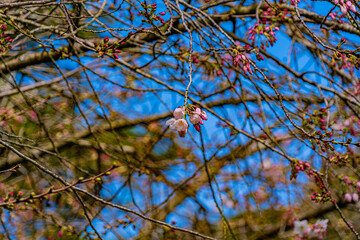 San Francisco - Around the town