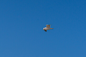 San Francisco - Around the town