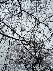branches of a tree
