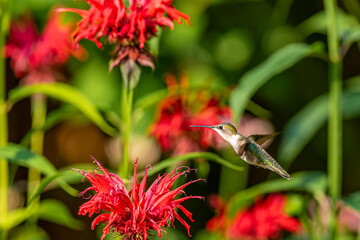 Beautiful hummingbird flying in garden with red bee balm flowers © Melissa Burovac