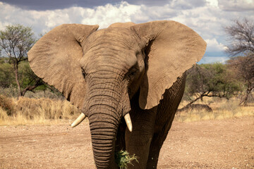 African Bush Elephant in the grassland of Etosha National Park. Africa