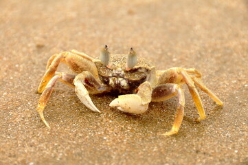Closeup of crab on sandy beach in Mui Ne, Vietnam