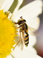 The hoverfly Syrphus ribesii feeding on a daisy flower