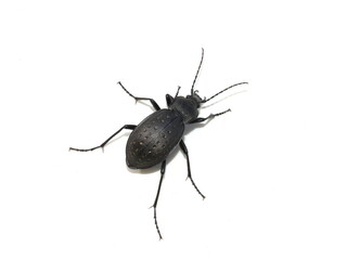 The large ground beetle Carabus hortensis on white background