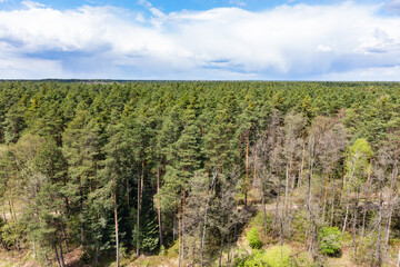 Naklejka premium Forest aerial view