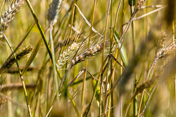 yellowing wheat in summer