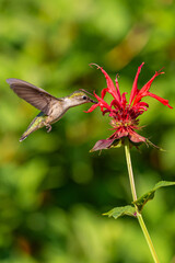 Ruby throated hummingbird feeding from red bee balm flowers in garden