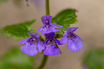 Glechoma hederacea in the garden, macro
