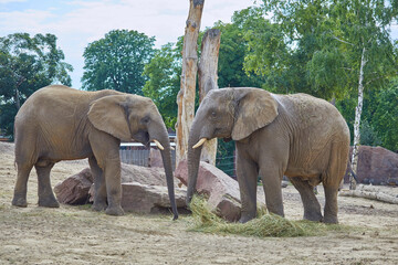 Young playful elephants while feeding