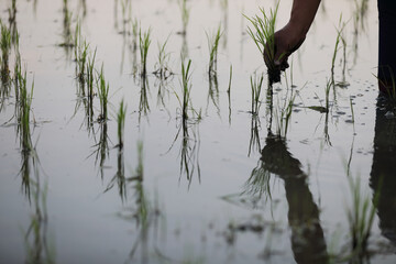 Farmer rice planting on water