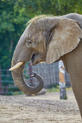 Fototapeta na wymiar Young playful elephants while feeding