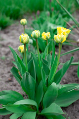 Tulip flower with green leaf background in tulip field spring day for postcard beauty decoration and agriculture concept